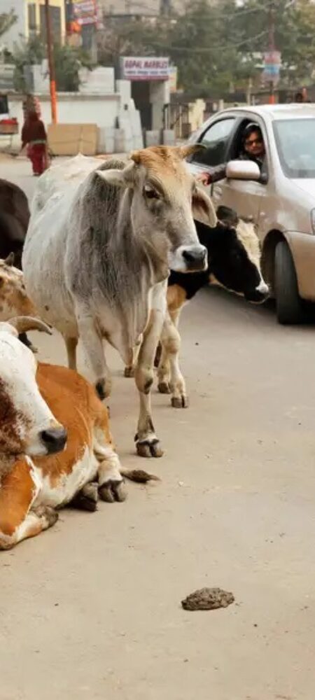 homeless cows homeless cows